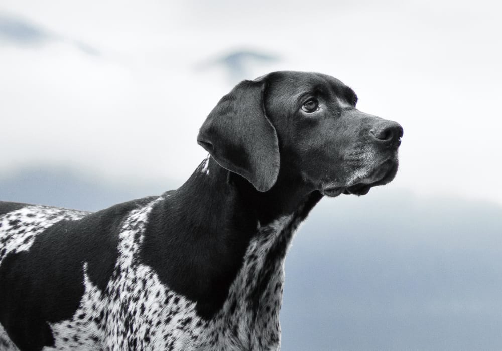 Carlsbad Animal Hospital | Carlsbad Vet