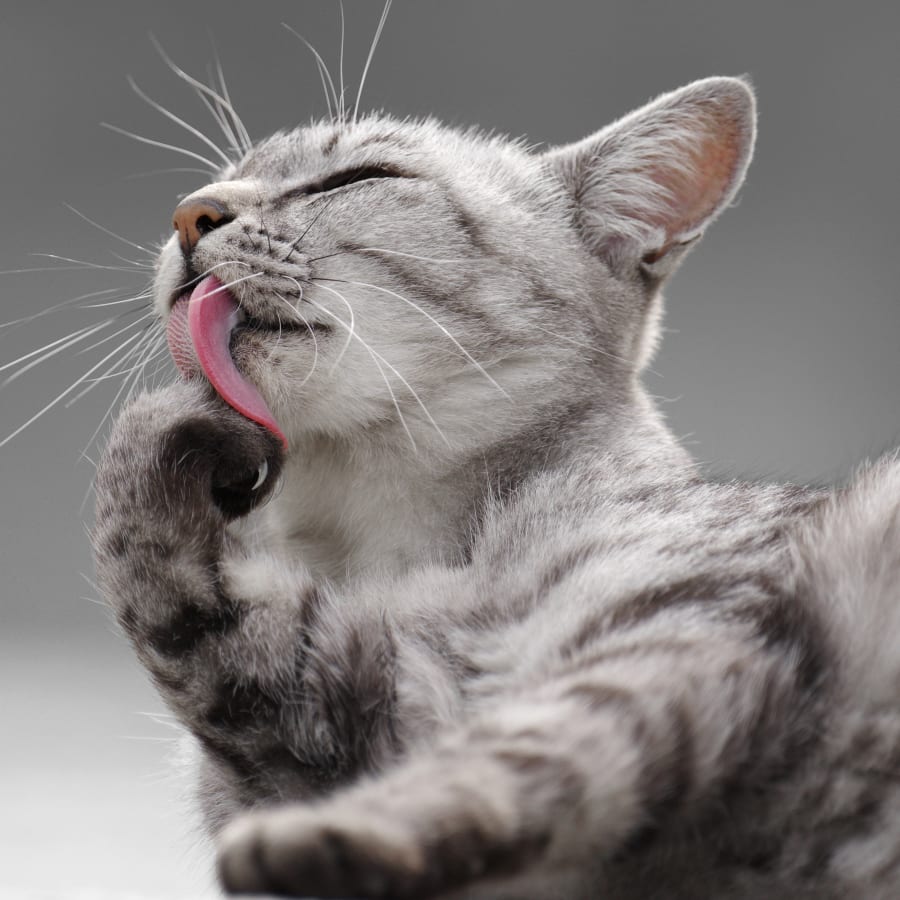Pet Nutritionist in Carlsbad | Cat & Dog Nutritionist