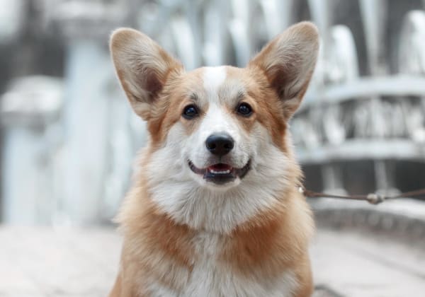 Dental Cleaning and Surgery